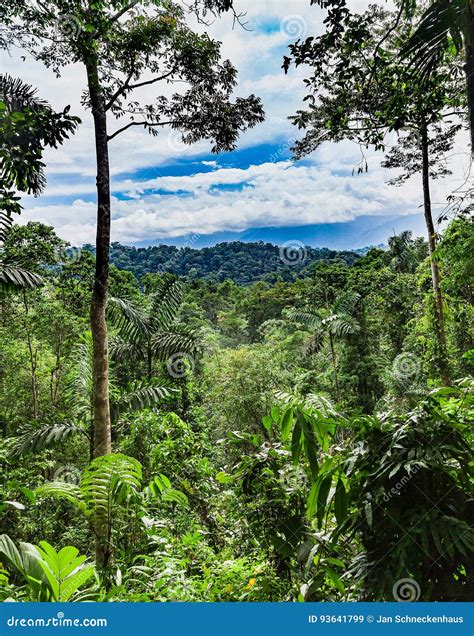 Rainforest In Costa Rica Stock Image Image Of Foggy 93641799