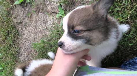 Possie Pomeranian Mini Aussie Mix Puppies Six Weeks Old Youtube