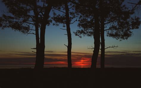 Wallpaper Trees Dark Twilight Sunset 3840x2400 Gkogk 1790135