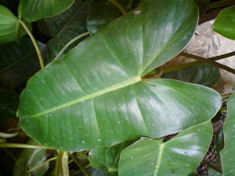 Pokok Herbabunga Ulaman Dan Segala Jenis Tumbuhan Keladi Tikus