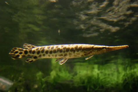 Florida Gar 101 Care Diet Tank Size Tank Mates And More Aquarium Part