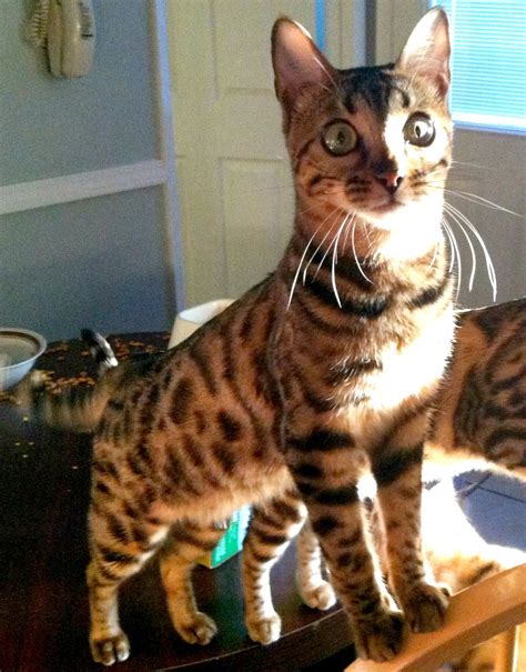 These nasty pests are acquired in a number of ways. Show-Me Pictures of Bengal Cats | Bengal cat, Pictures of ...