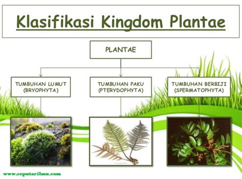Materi Lengkap Kingdom Plantae Tumbuhan Terbaru Generasi Biologi Riset