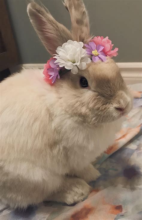 Made My Cute Girl A Bunny Sized Flower Crown Ifttt2hvbdny