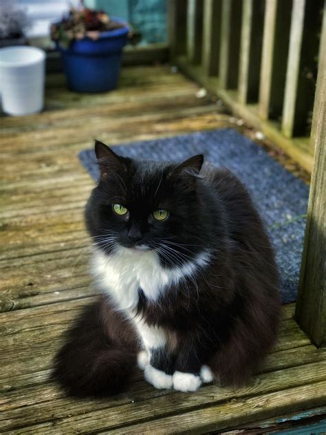 My furry companion has just turned 17 but still looks so young! : r/aww