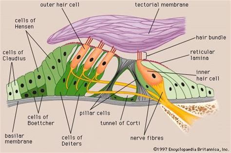 Organ Of Corti Anatomy