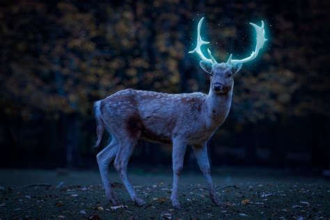 Fantasy Deer Glowing Antlers Free Photo On Pixabay