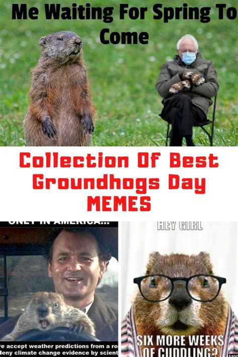 Collection Of Groundhogs Day Memes 2024 Groundhog Day Groundhog Happy Groundhog Day