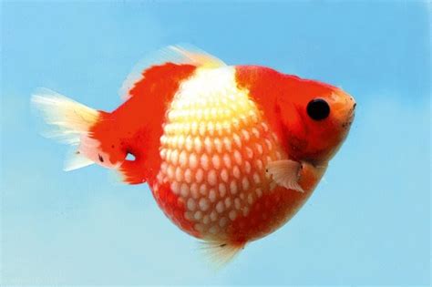 Round N Cute Born To Be Round Pearlscale Goldfish