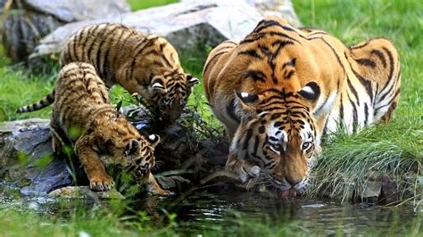 80 free photos of tiger cub. A Siberian tiger mom takes her two cubs out for a feast - CGTN