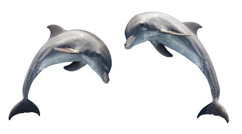 Dolphin Png Image For Free Download