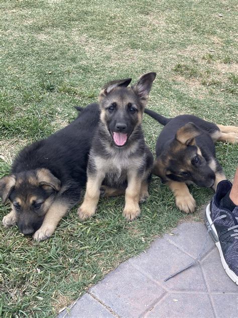 If you are interested in obtaining a puppy from jerland kennel, we will work with you to. German Shepherd Puppies For Sale | North Northwest Drive ...