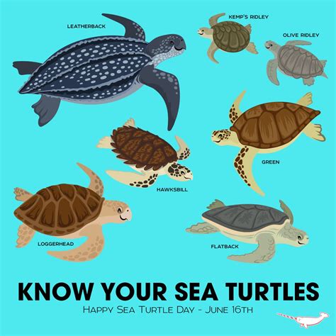 The Florida Aquarium On Twitter Did You Know There Are 7
