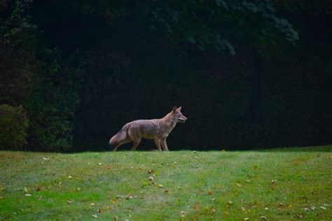 Photos Police See Sharp Rise In Coyote Sightings