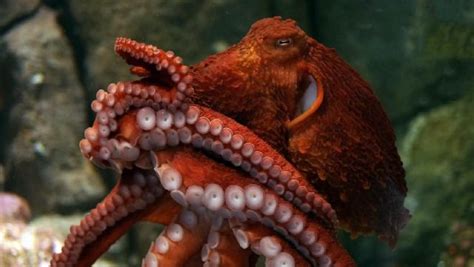 Octopuses May Indeed Be Your New Overlords Ars Technica