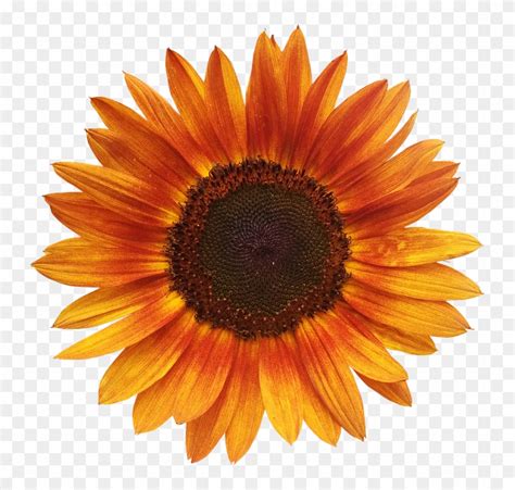 26 Best Ideas For Coloring Free Sunflower Clip Art