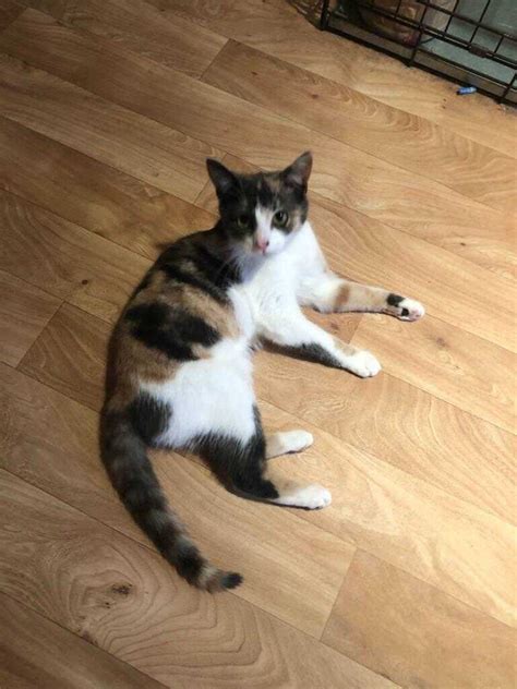 9 Month Old Calico Kitten In Coalville Leicestershire Gumtree