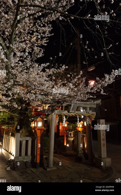 Kyoto Japan Cherry Blossoms Hanging Over Shrine In Gion District At