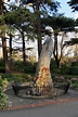 "Fairies Tree", Fitzroy Gardens, Melbourne