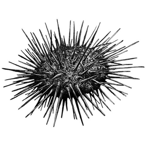 Sea Urchin Png Picture Png Mart
