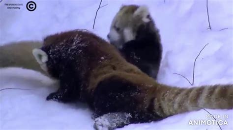 Red Pandas Play And Jump In The Snow Youtube