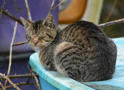 The Feral Life Compassion Cats A Tabby Cat At Rest