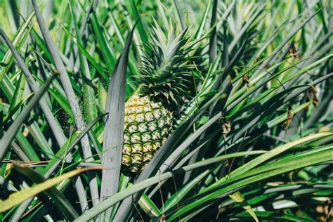 Pineapple Fruit On Tree Pineapple Plantation Tropical Fruit Growing In