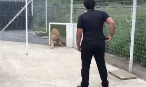 Lioness Comes Out To Greet The Man Who Adopted Her He Carefully Steps Closer And Then