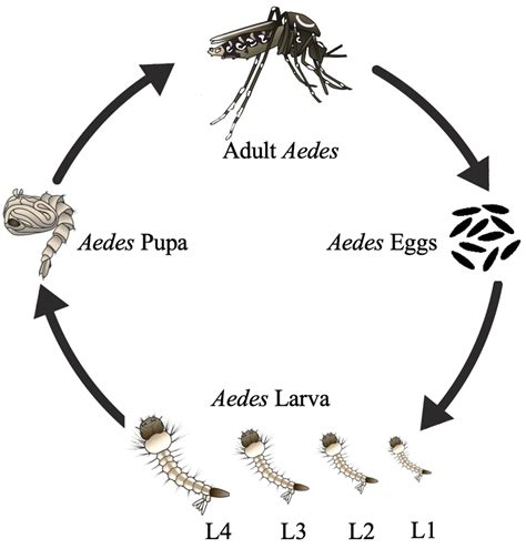 Life Cycle Of An Aedes Mosquito From Eggs To Adult Download