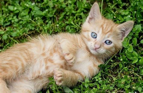 You've probably noticed that cats prefer to. Animal Shelters near Me: Top Animal Shelters in the United ...