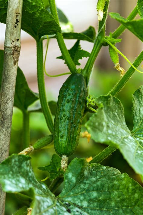 How To Grow Cucumbers Vertically Homes And Gardens