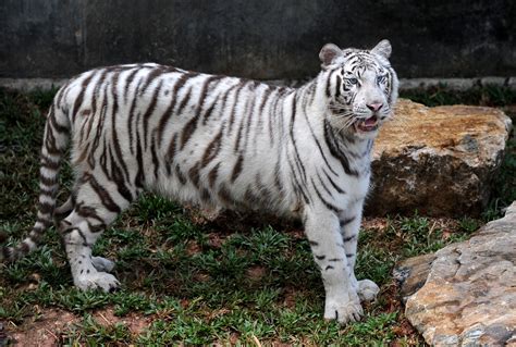 Rare White Tiger Akere Cincinati Zoos Favorite Animal Dies After