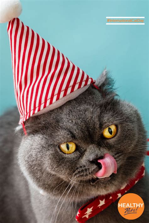 Both articles and products will be. What Causes Acid Reflux In Cats - Pets Ideas