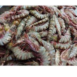 Shrimp Live Shrimps Prawn Manufacturers Suppliers In India