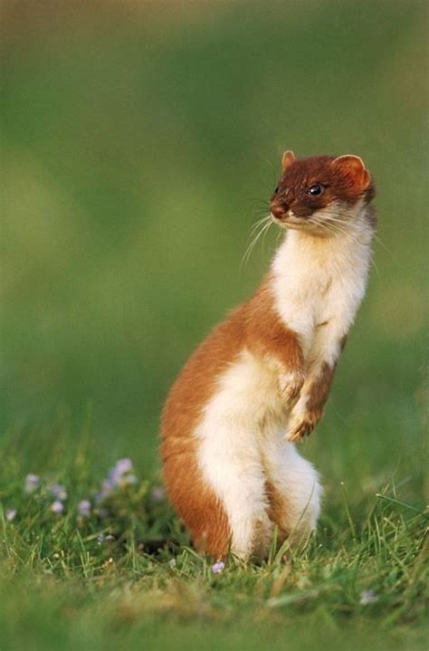 Get Stoked For These Insanely Adorable 14 Stoats Animals Animals