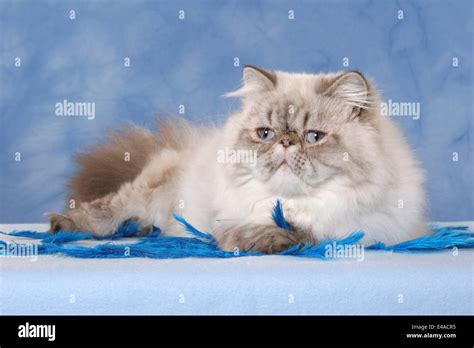 Blue Color Point Persian Cat