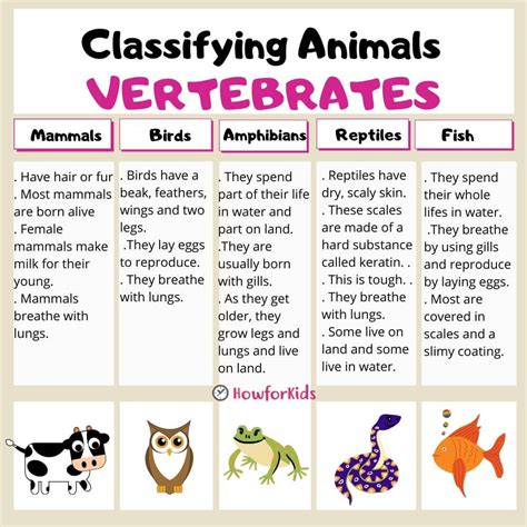 Vertebrates And Invertebrates For Kids Howforkids