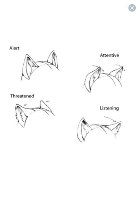 Discover 147 Animal Ears Drawing Vn