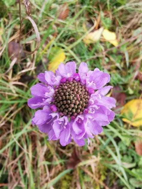 Scabiosa Lucida Vill Shining Scabious World Flora Plntnet Identify