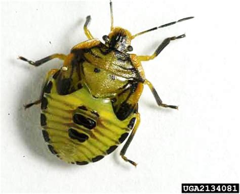 Maycintadamayantixibb A Black And Yellow Beetle On A