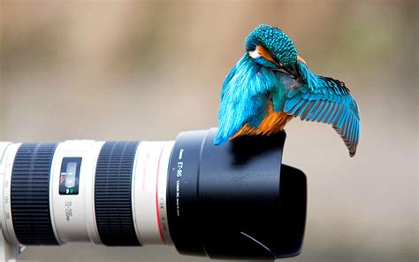 Camera Kingfisher Bright Bird Wallpapers Hd Desktop