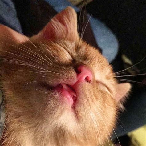 Sleeping Orange Blep Meow Moe Kittens Cutest Cats Cute Cats