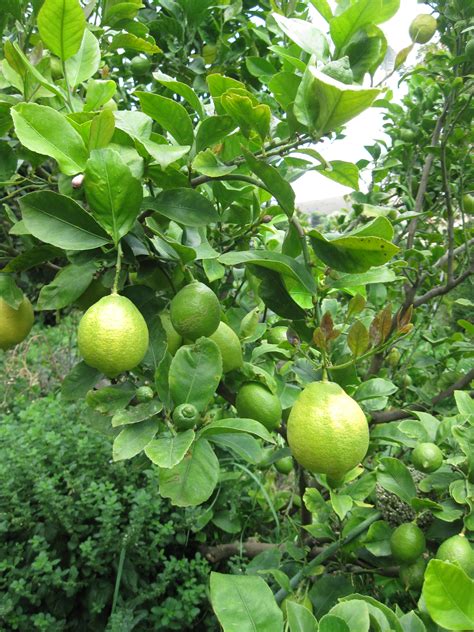 You can taste two or three fruits and select the best. My Edible Fruit Trees: Citrus Trees