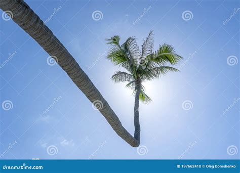 Coconut Palm Tree Curved Hanging Over Sea On The Tropical Beach