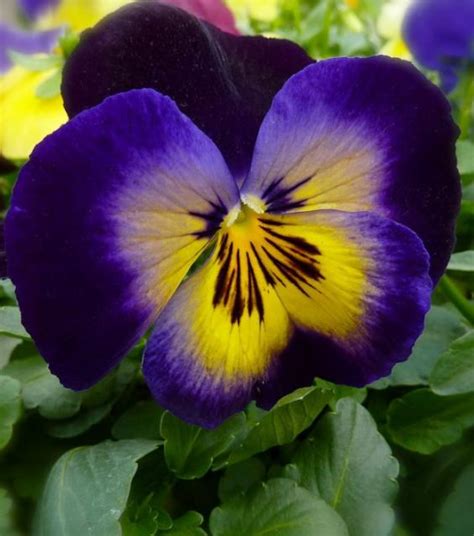Purple And Yellow Flowers Names And Pictures Seventh In Our Series On