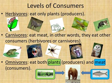 Ppt Food Chains Powerpoint Presentation Free Download Id9522090