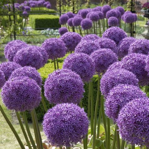 Van Zyverden Allium Globemaster Set Of 3 Bulbs Lavender Part Sun
