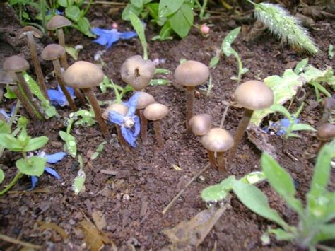 Panaeolus Bisporus Magic Mushrooms Frshminds