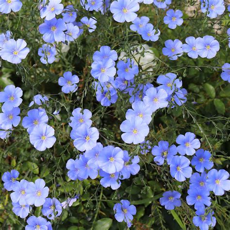 Blue Flax Flower Seeds For Sale Linum Perrene Everwilde