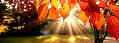 Autumn Leaves In Sunset Facebook Cover Photo